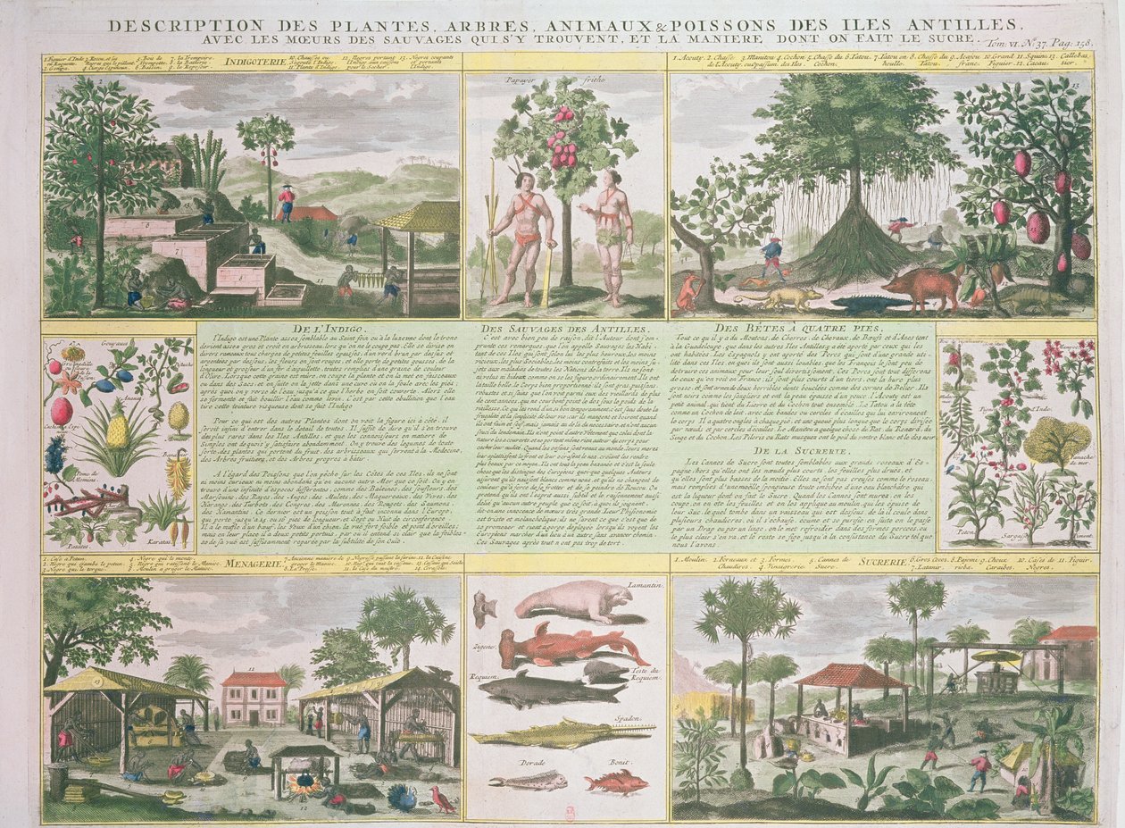 Az Antillákon talált növények, fák, állatok és halak leírása, illusztráció a Histoire Generale des Antilles Habitees par les Francois Vol. 2 Jean Baptiste Du Tertre (1610-1687) kiad alkotó: French School