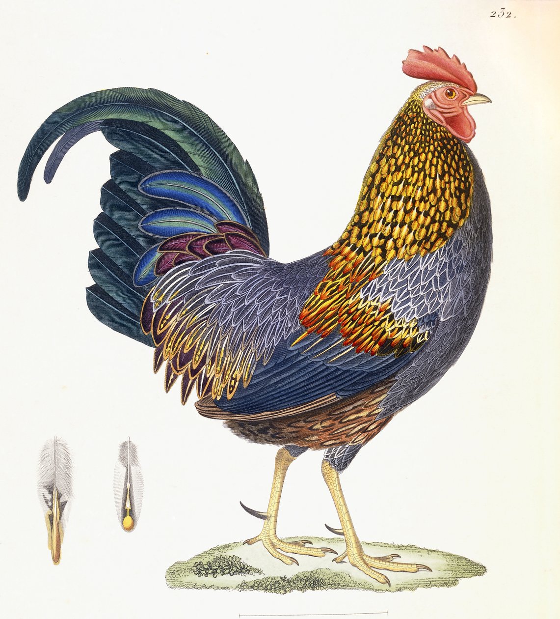 Egy tyúk, 232. tábla, "Nouveau Recueil de Planches Coloriees d