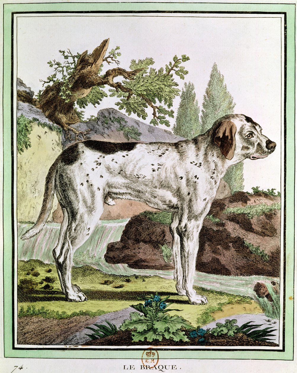 Mutató, illusztráció a Histoire Naturelle-ből, Georges Louis Leclerc (1707-88) Buffon grófja, 1749-1804 alkotó: French School