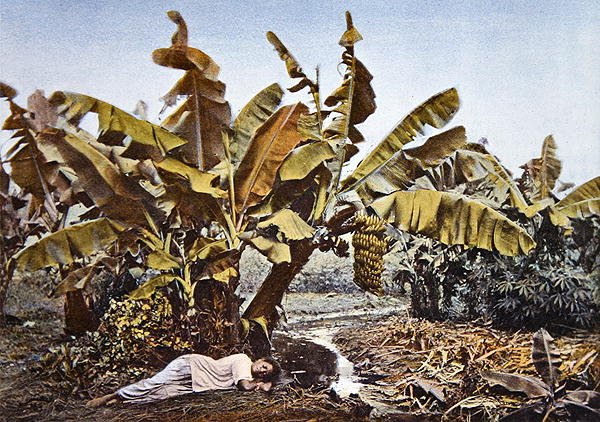 Banán- és maniókaültetvény Új-Kaledóniában, 19. század végén (színes litho) alkotó: French School