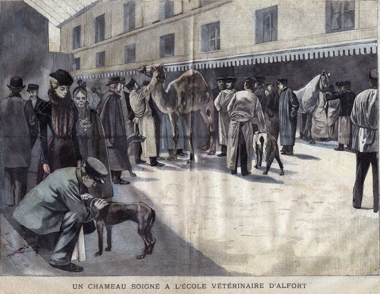 Egy teve gyógyul a Maison Alfort (Maison-Alfort) Állatorvosi Iskolában. 1899 illusztrációja a „La petite Gironde”-ban. alkotó: French School
