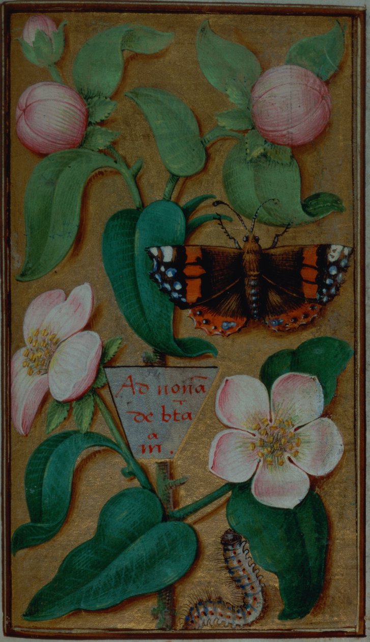 Add hozzá 35214 f.67 Virágok és pillangó, az órák könyvéből, Párizs alkotó: French School
