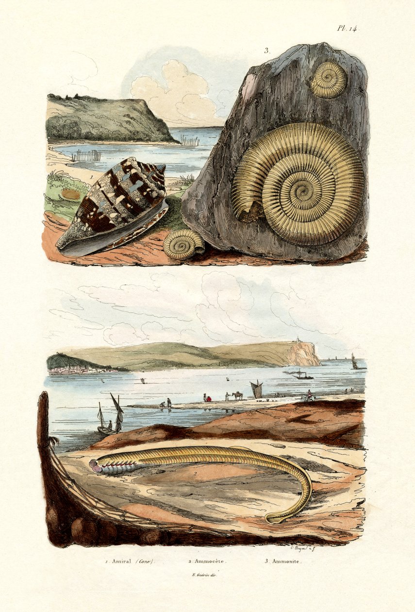 Kúp admirális, 1833-39 alkotó: French School