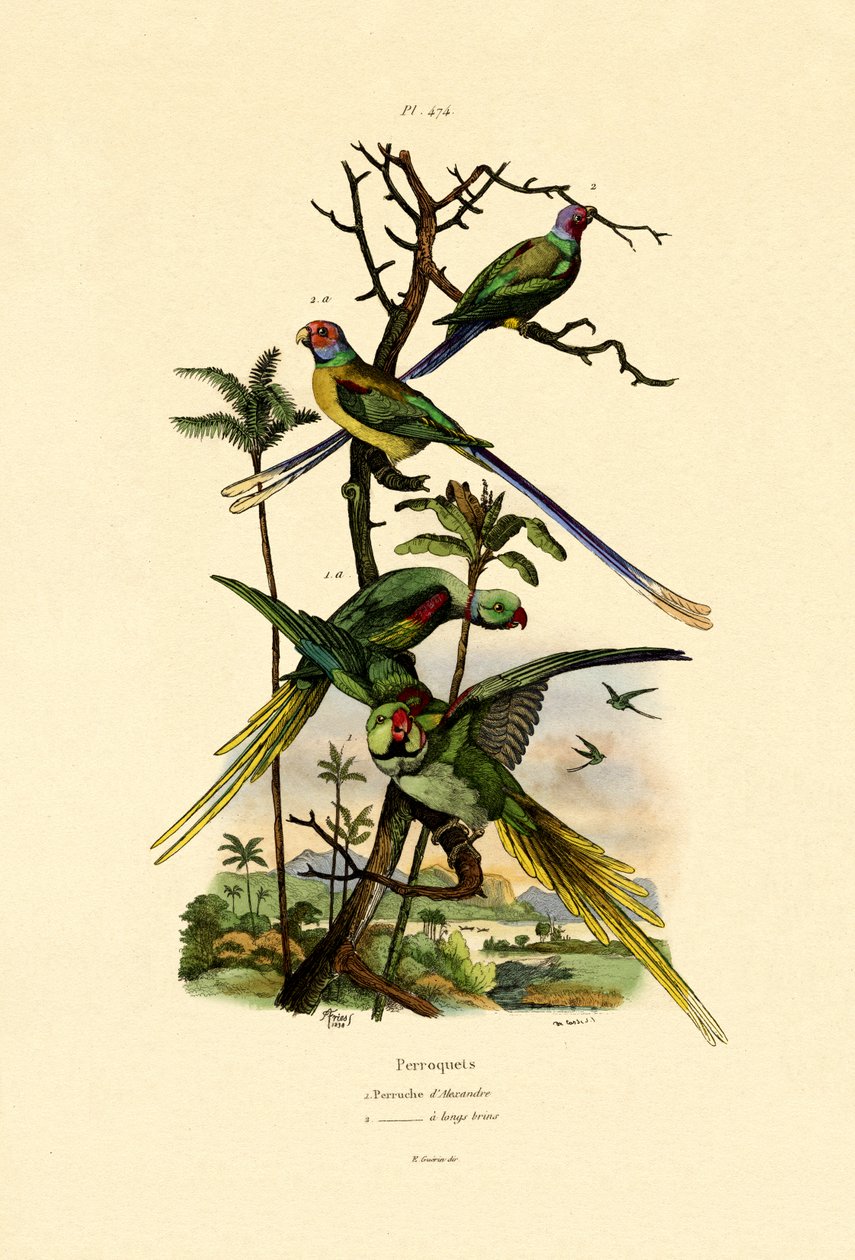 Alexandrine Parakeet, 1833-39 alkotó: French School