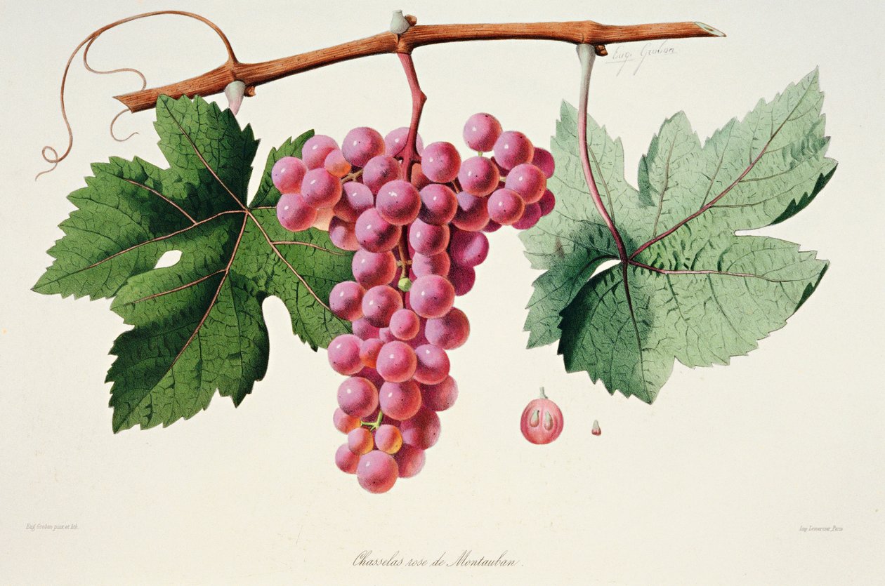 Ampelográfia, szőlő Chasselas Rose de Montauban Auvergne alkotó: French School