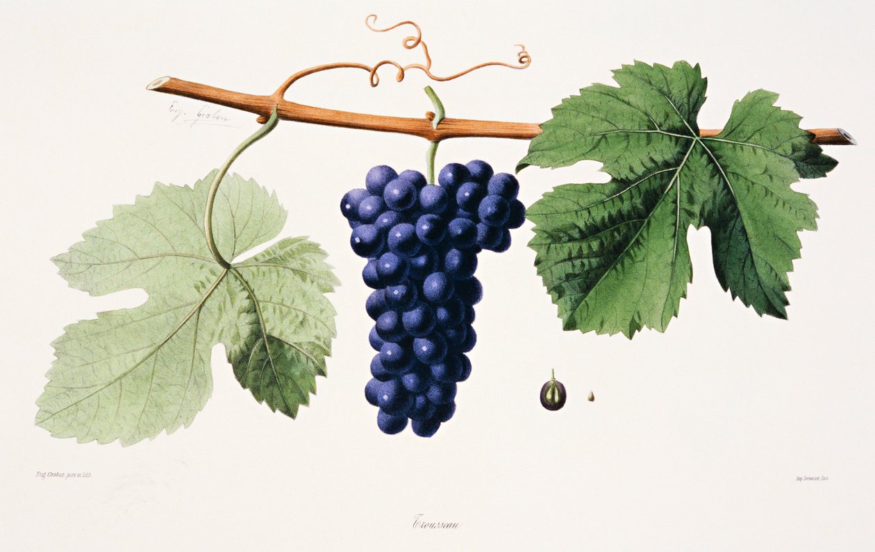 Ampelográfia, szőlő Trousseau Jura alkotó: French School