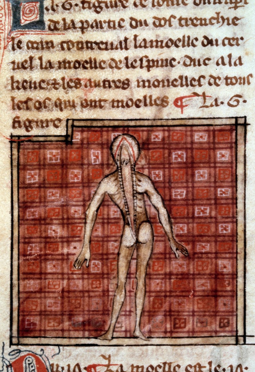 Anatómiai alak: hámlás, nyitott hát, az agy és a gerincvelő látható. Miniatűr a „” Surgery” (Folio 12) kéziratból, amelyet Henri de Mondeville (Philippe Le Bel anatómiaprofesszor sebésze) írt alkotó: French School