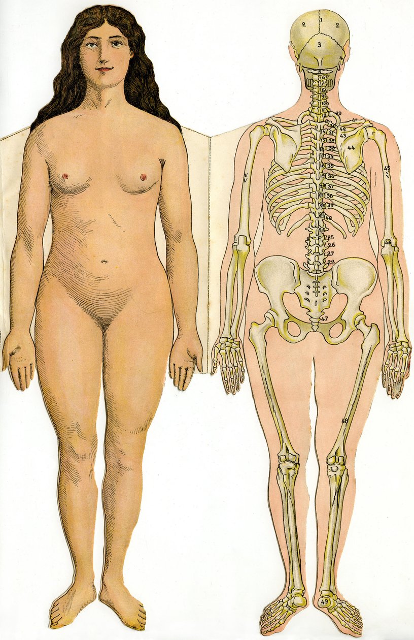 A New Practical Encyclopedia of Medicine and Hygiene anatómiai összecsukható táblája, Dr. Rehm, Aristide Quillet könyvesbolt 1922 - emberi test - meztelen nő és női csontváz alkotó: French School