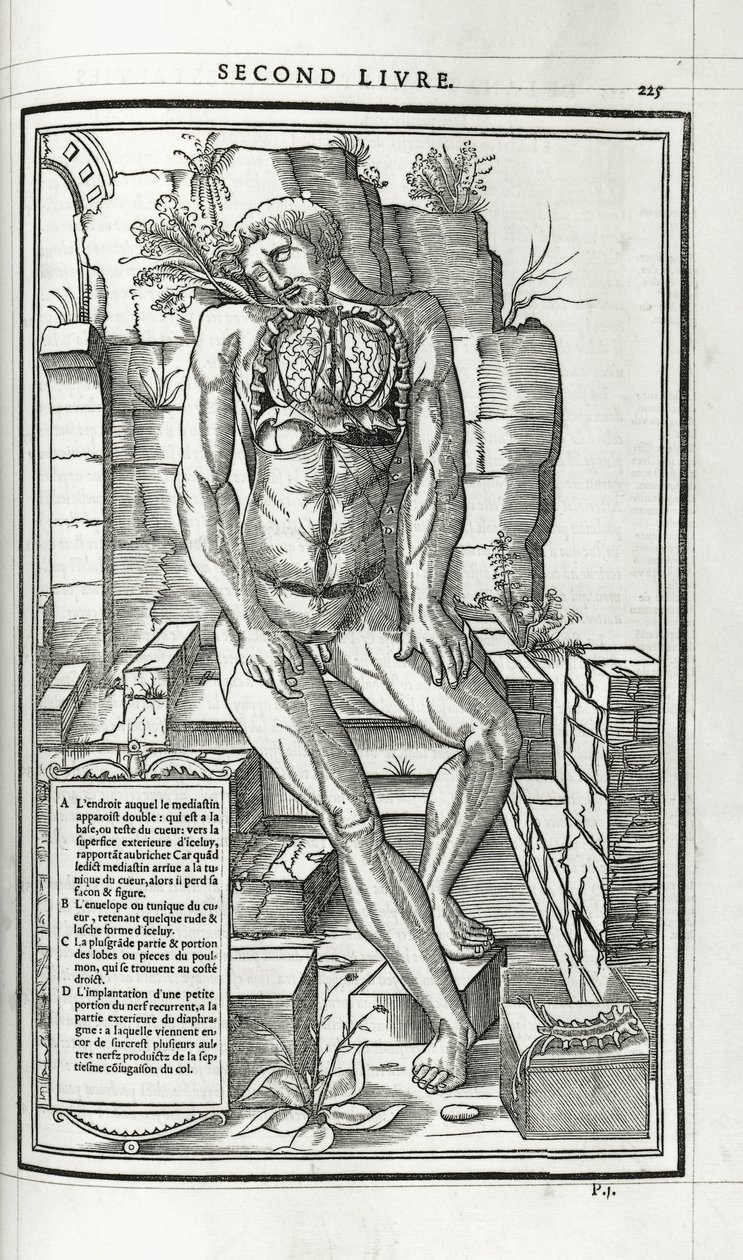 Anatómiai illusztráció, 1546 alkotó: French School