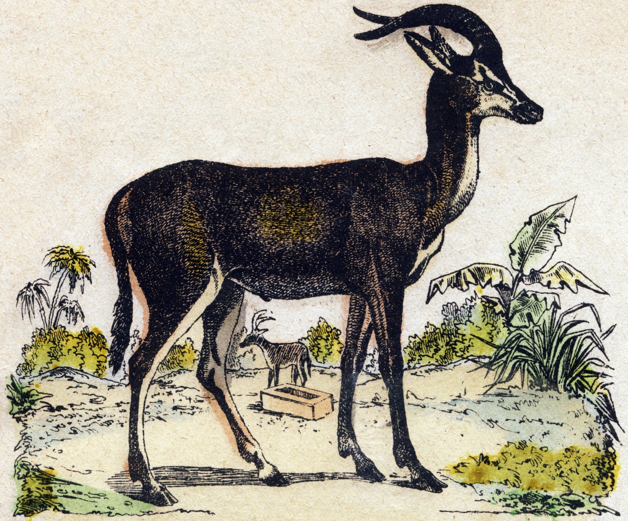 Antilop. Metszet: „Alphabet des animaux sauvages””. 9. sorozat. Epinal, Pellerin, nyomdász-kiadó képei, 1870 körül. Metszetek fára, stencilezett. 16 oldal. Mérete: 20 x 15 cm. Magángyűjtemény alkotó: French School