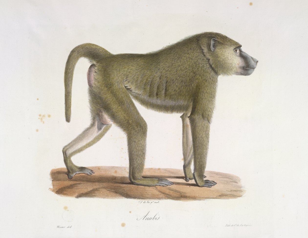 Anubis. Pávián az emlősök természetrajzából (színes litho) alkotó: French School