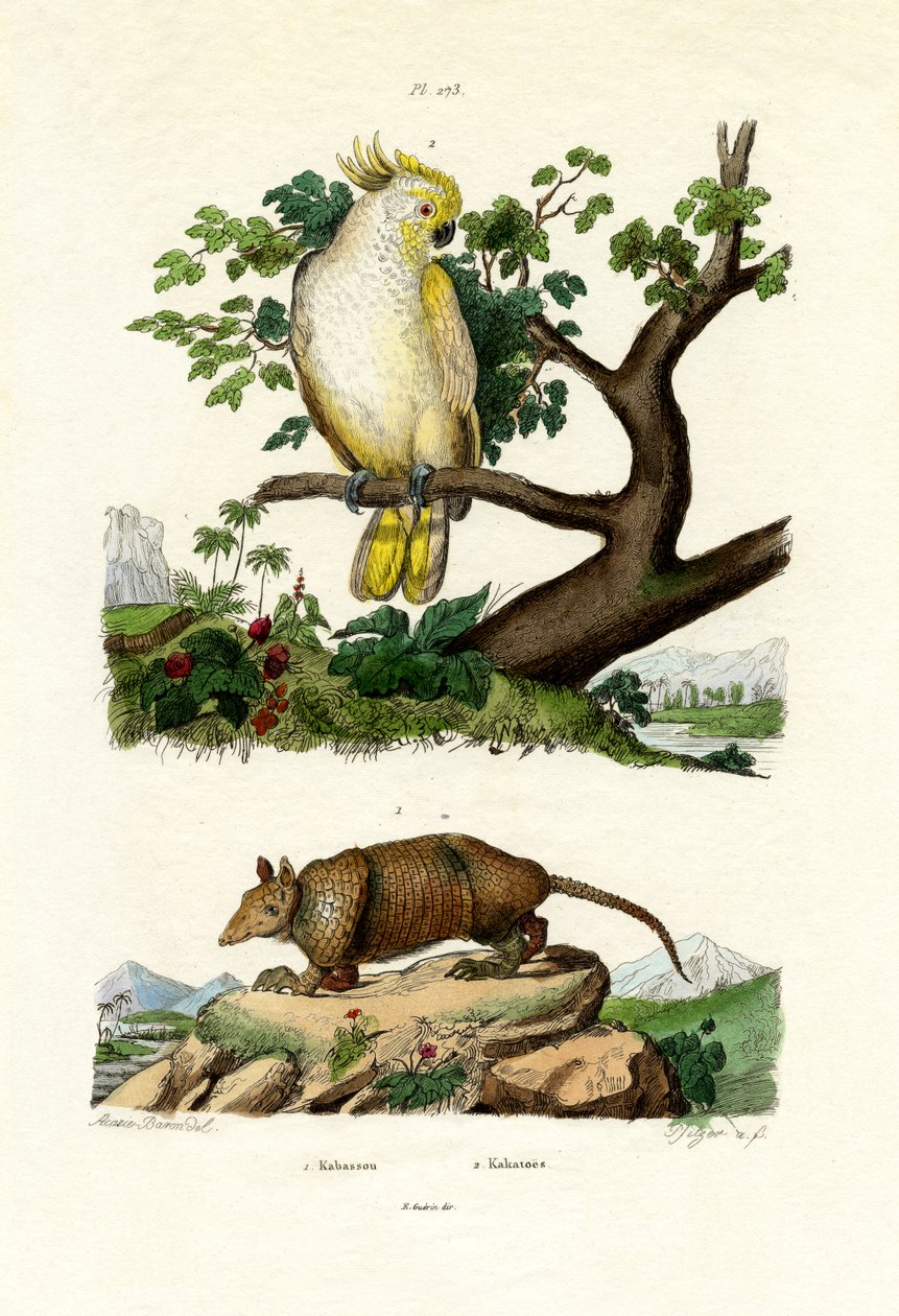 Armadillo, 1833-39 alkotó: French School