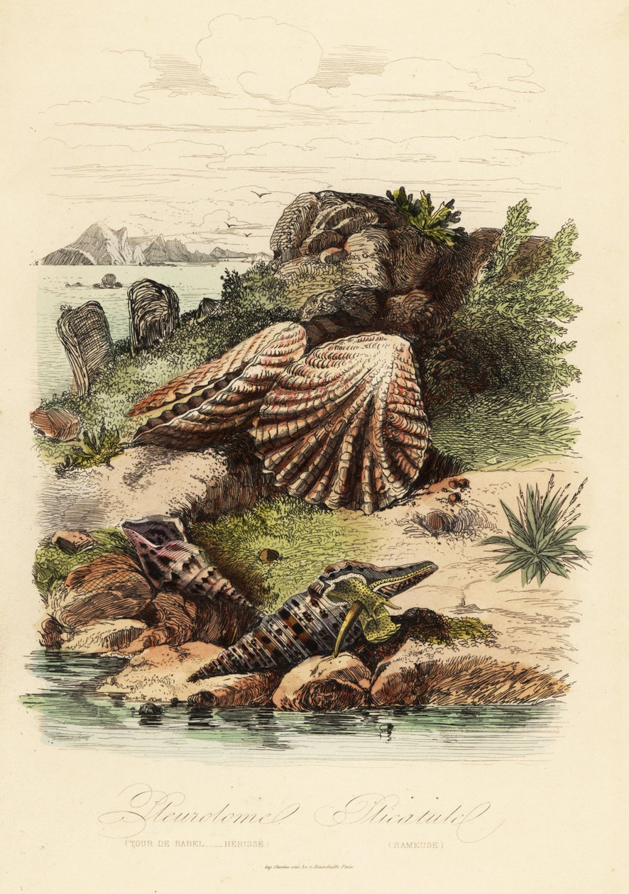 Babylon turrid, Turris babylonia, tengeri csiga, Raphitoma echinata és cicamancskagyló, Plicatula gibbosa alkotó: French School