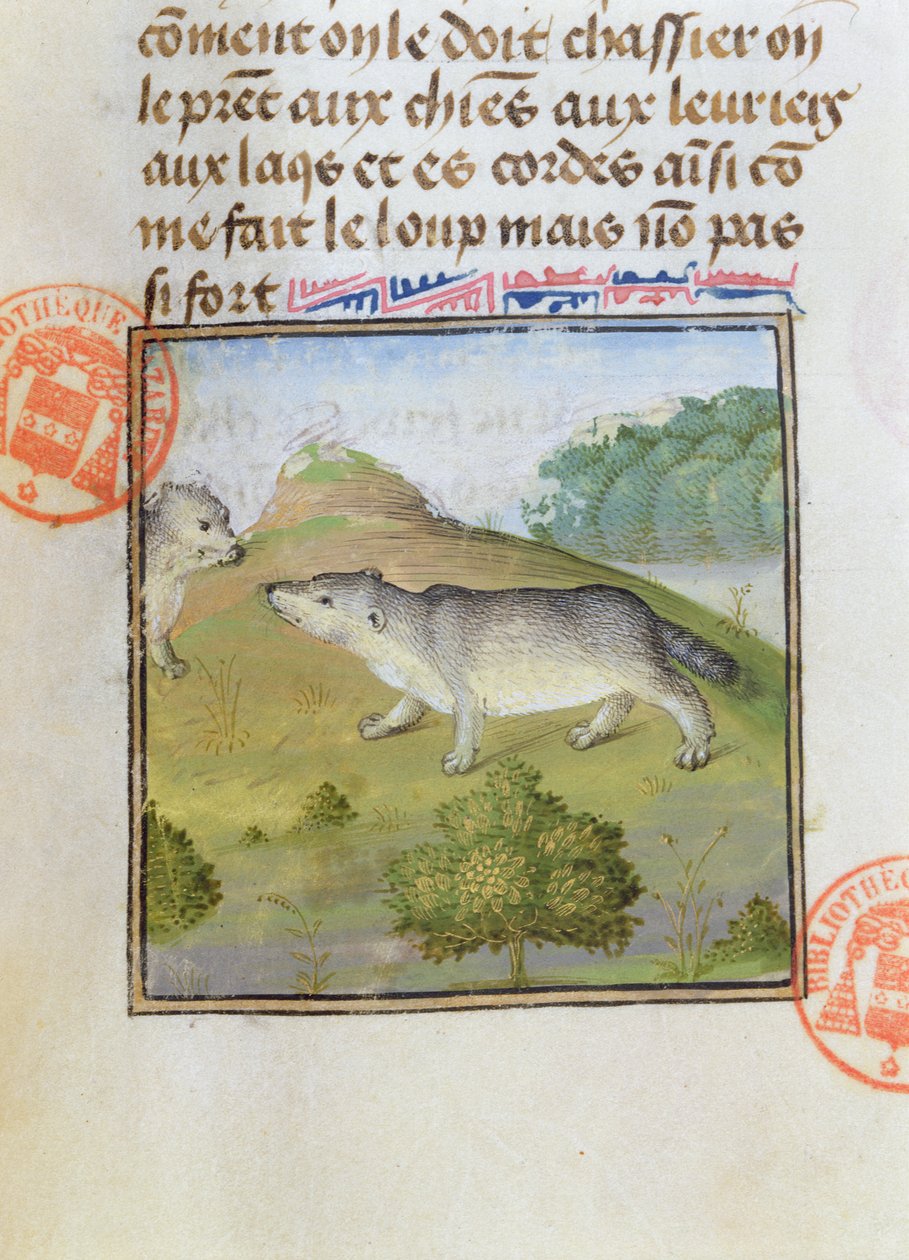 Borzok, Gaston Phebus de Foix (1331-91) A vadászat könyvéből alkotó: French School