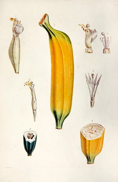 Banán, François Richard de Tussac „Flore des Antilles” című művéből alkotó: French School