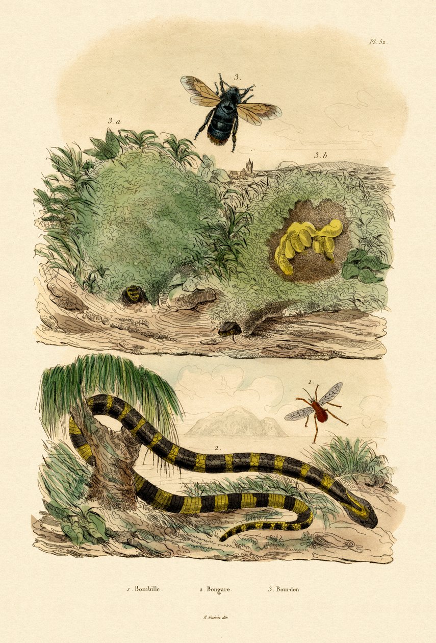 Banded Krait, 1833-39 alkotó: French School