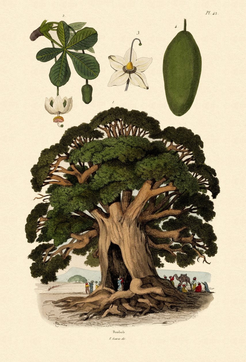 Baobab fa, 1833-39 alkotó: French School