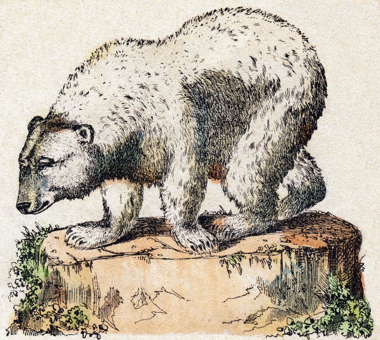 Medve. Metszet: „Alphabet des animaux sauvages””. 9. sorozat. Epinal, Pellerin, nyomdász-kiadó képei, 1870 körül. Metszetek fára, stencilezett. 16 oldal. Mérete: 20 x 15 cm. Magángyűjtemény alkotó: French School