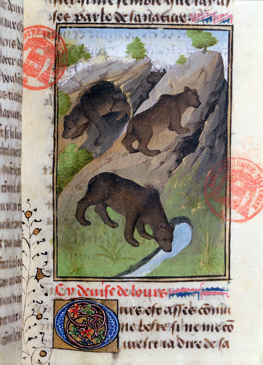 Medvék, a Livre de la Chasse-ból, Gaston Phebustól alkotó: French School