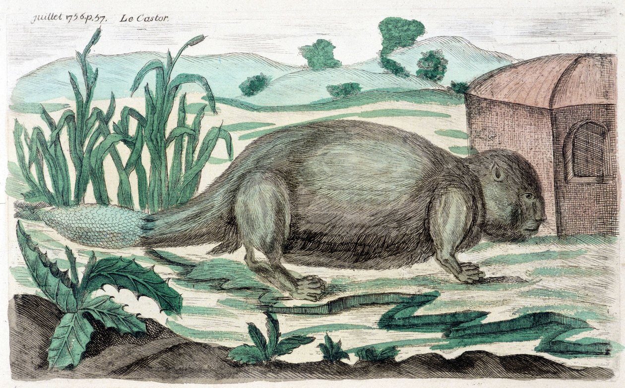 Hód. Illusztráció: M. Toussaint (1756) a „Periodikus megfigyelések a fizikáról, természetrajzról és művészetekről” c. alkotó: French School
