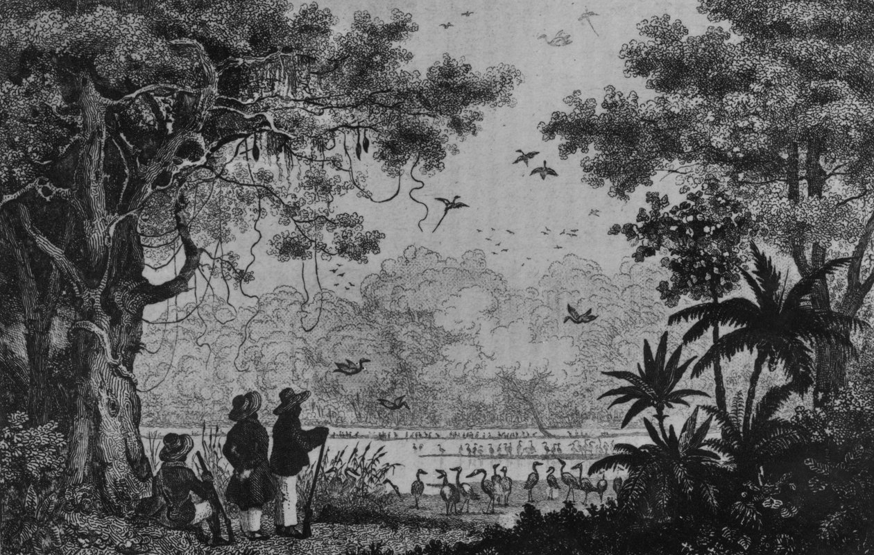 Madárvadászat, a „Bresil, Colombie et Guyanese” című filmből, Ferdinand Denis és Cesar Famin alkotó: French School
