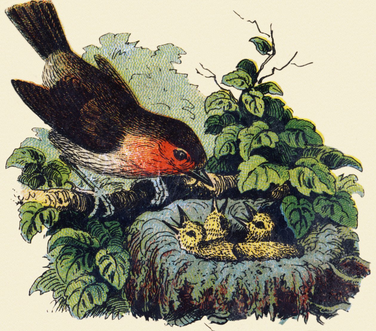 Madár és fiókák egy fészekben. Gravírozás "ABC indechirable on lakkozott vászon". A. Capendu, szerkesztő, Párizs, 19. század vége. Gyermekkönyvesbolt illusztrált. 8 oldal. Mérete: 21,5x18 cm. alkotó: French School