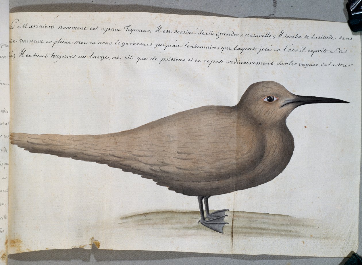 Foyroux (Tern) nevű madár, Frio-fok, Brazília, Jacques Gouin de Beauchesne (1652-1730), a Compagnie royale de la Mer du Sud kapitánya, 1698-tól 1701-ig, Franciaország akvarellje a naplóból. alkotó: French School