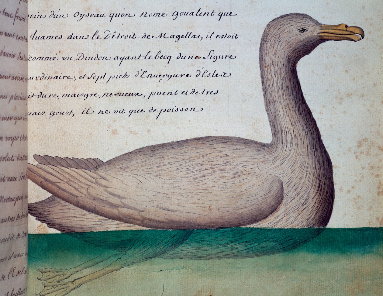 Goualent nevű madár, Magellán-szoros, akvarell naplóból Jacques Gouin de Beauchesne (1652-1730), a Compagnie royale de la Mer du Sud kapitánya 1698-tól 1701-ig, Franciaország alkotó: French School