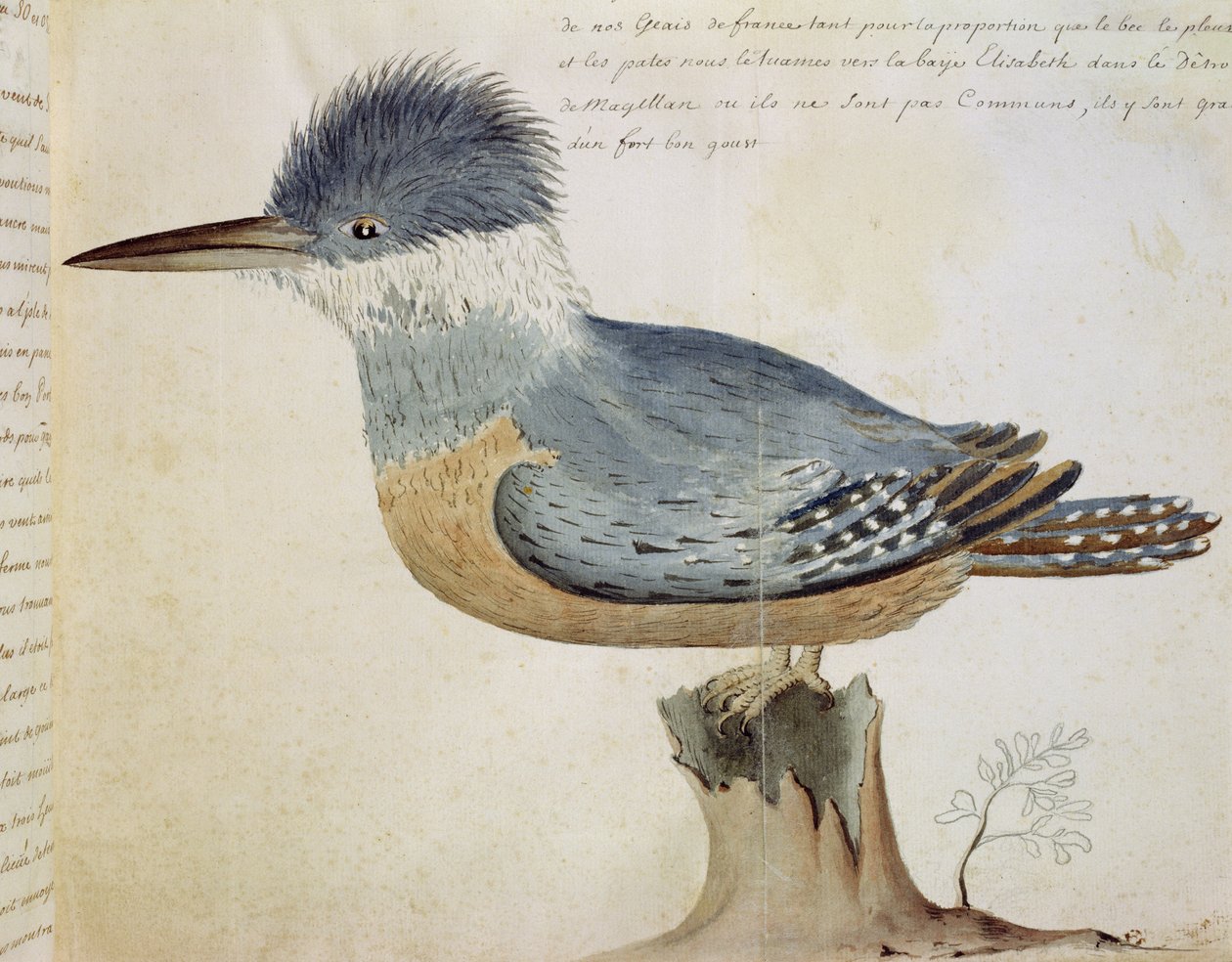 Madár, a Jay of France közelében, a Magellán-szoros közelében (wc papíron) alkotó: French School