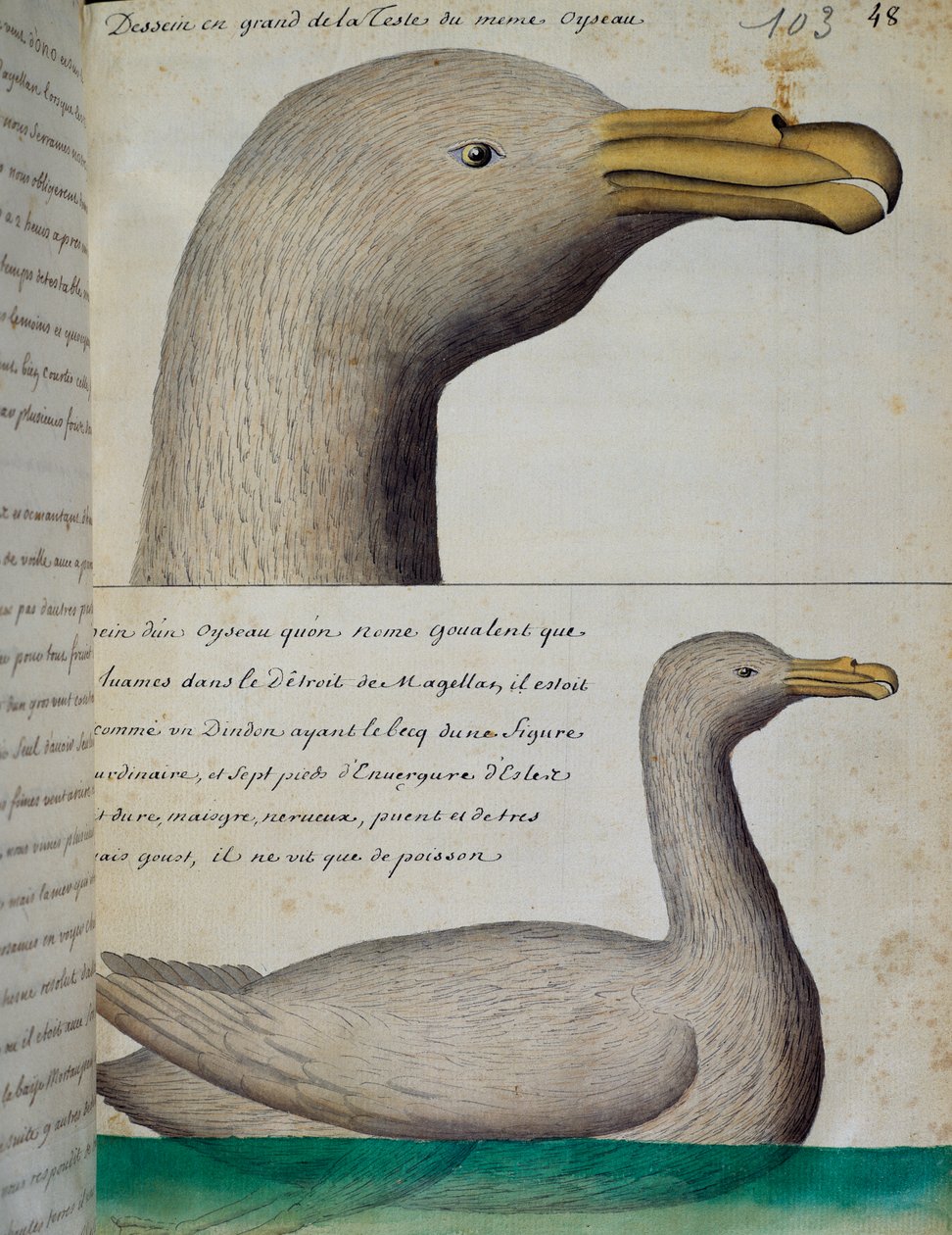 Madár a Magellán-szorosból, akvarell naplóból Jacques Gouin de Beauchesne (1652-1730), a Compagnie royale de la Mer du Sud kapitánya, 1698-tól 1701-ig, Franciaország alkotó: French School