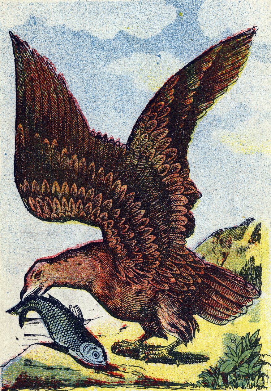 Ragadozó madár . Metszet az "Alphabet des oiseaux" című kötetben. Pont-a-Mousson, Marcel és/vagy Louis Vagne nyomdász-kiadó, 19. század vége. 16 oldal. Méret: 20,5 x 14 cm alkotó: French School