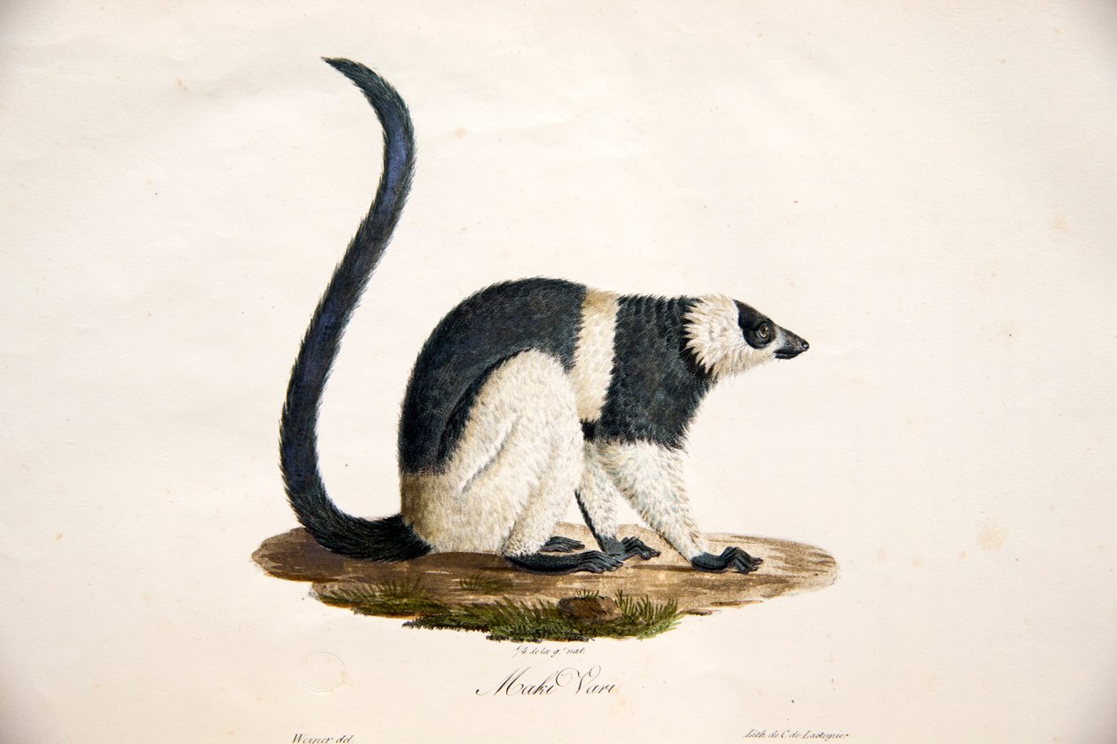 Fekete-fehér fodros makik, az emlősök természetrajzából, eredeti figurákkal, Étienne Geoffroy Saint-Hilaire és Frédéric Cuvier, 1824-42 alkotó: French School