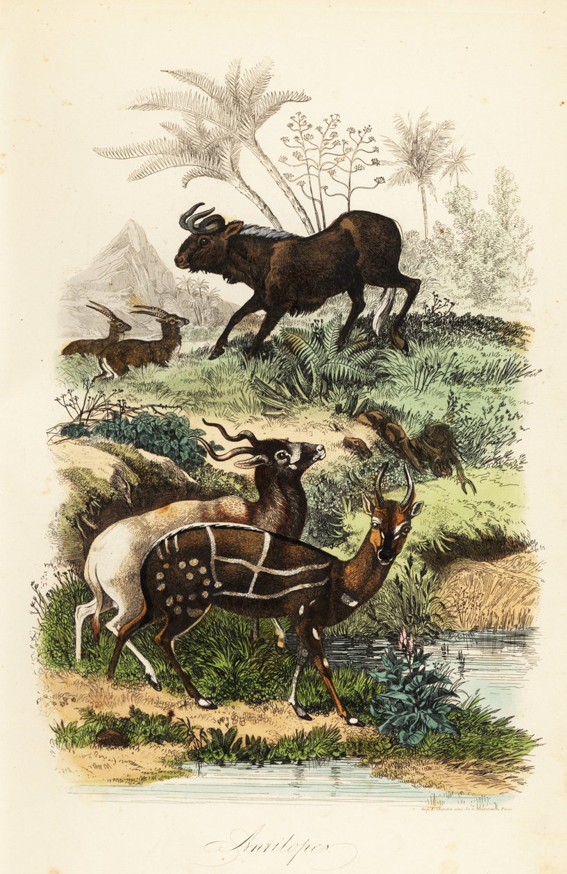 Fekete gnú, Connochaetes gnou, kritikusan veszélyeztetett addax vagy csavarszarvú antilop, Addax nasomaculatus és befogott bozót vagy kewel, Tragelaphus scriptus alkotó: French School