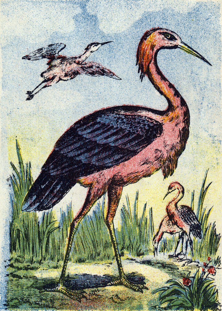 Kék kócsag: férgekkel és hüllőkkel táplálkozó madársas. Az Egyesült Államokban és a Karib-térségben él. Metszet az "Alphabet des oiseaux" című kötetben. Pont-a-Mousson, Marcel és/vagy Louis Vagne nyomdász-kiadó, 19. század vége. 16 oldal. Méret: 20,5 x 14  alkotó: French School
