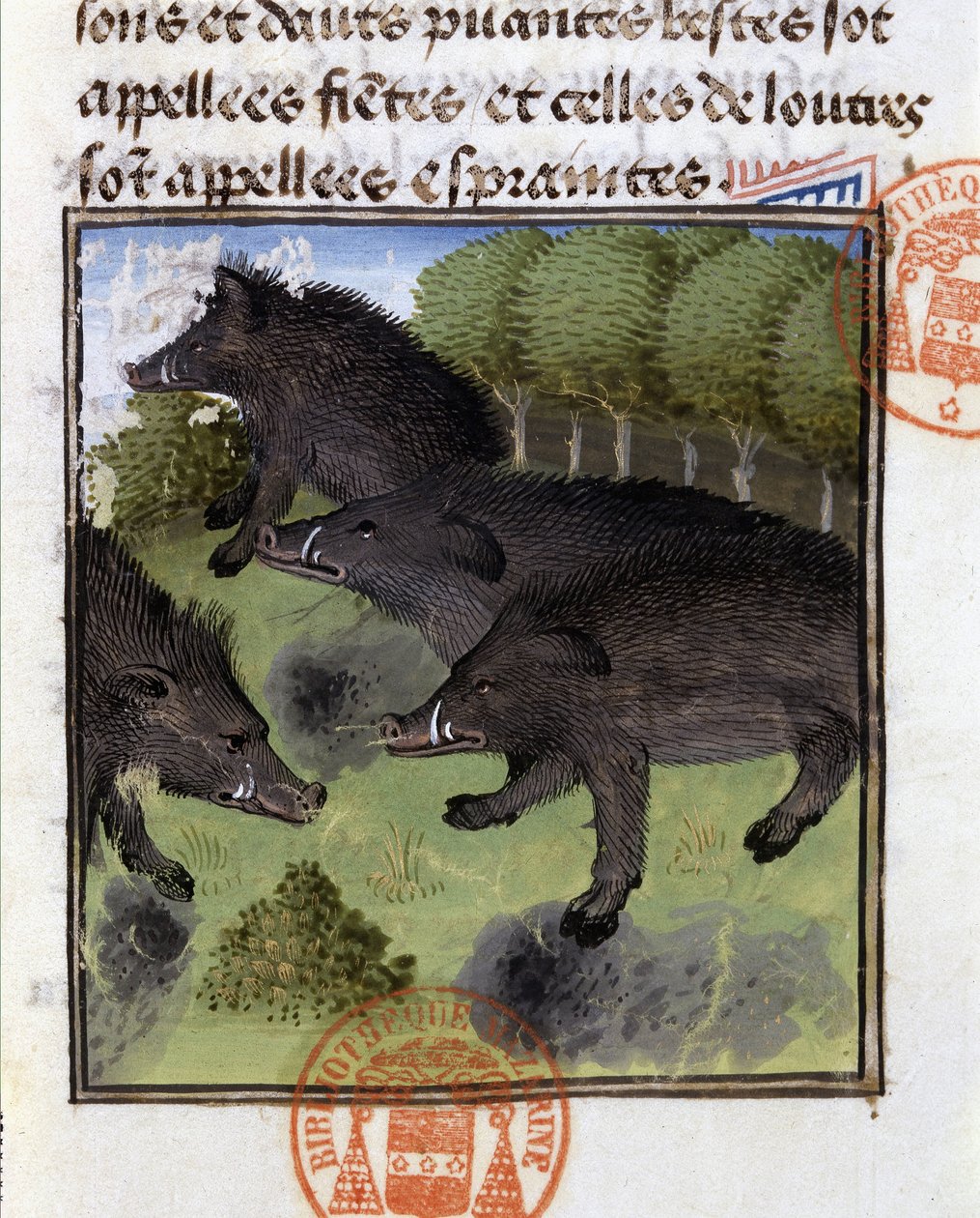 Vaddisznók – Gaston Phoebus, Foix grófja, Béarn ura „” vadászkönyvében” alkotó: French School