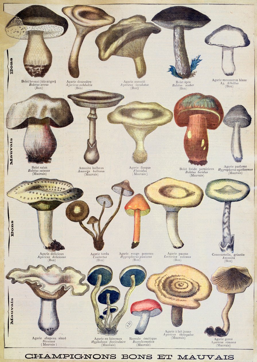 „Jó és rossz gombákat” ábrázoló botanikai tábla, 1900 körül (színes litó) alkotó: French School