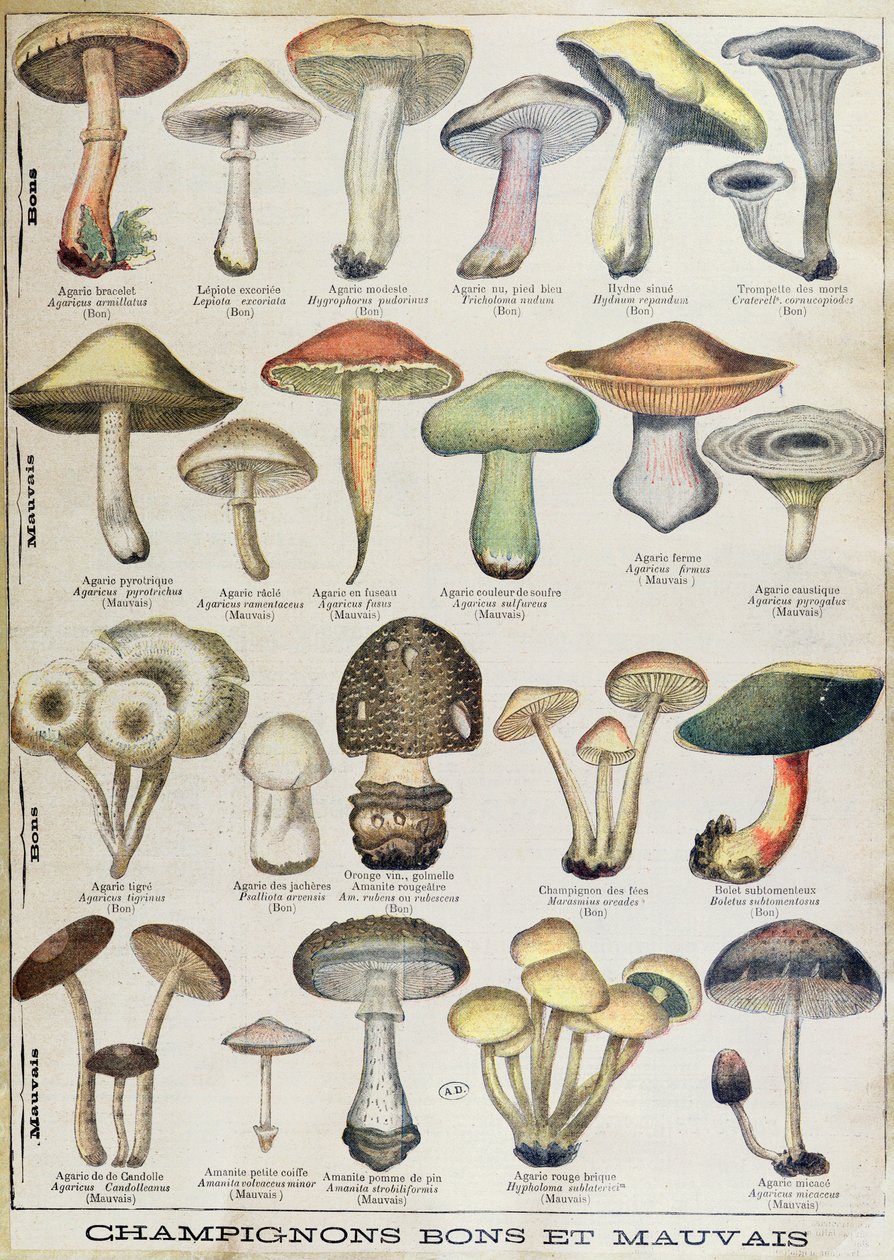 „Jó és rossz gombákat” ábrázoló botanikai tábla, 1900 körül (színes litó) alkotó: French School