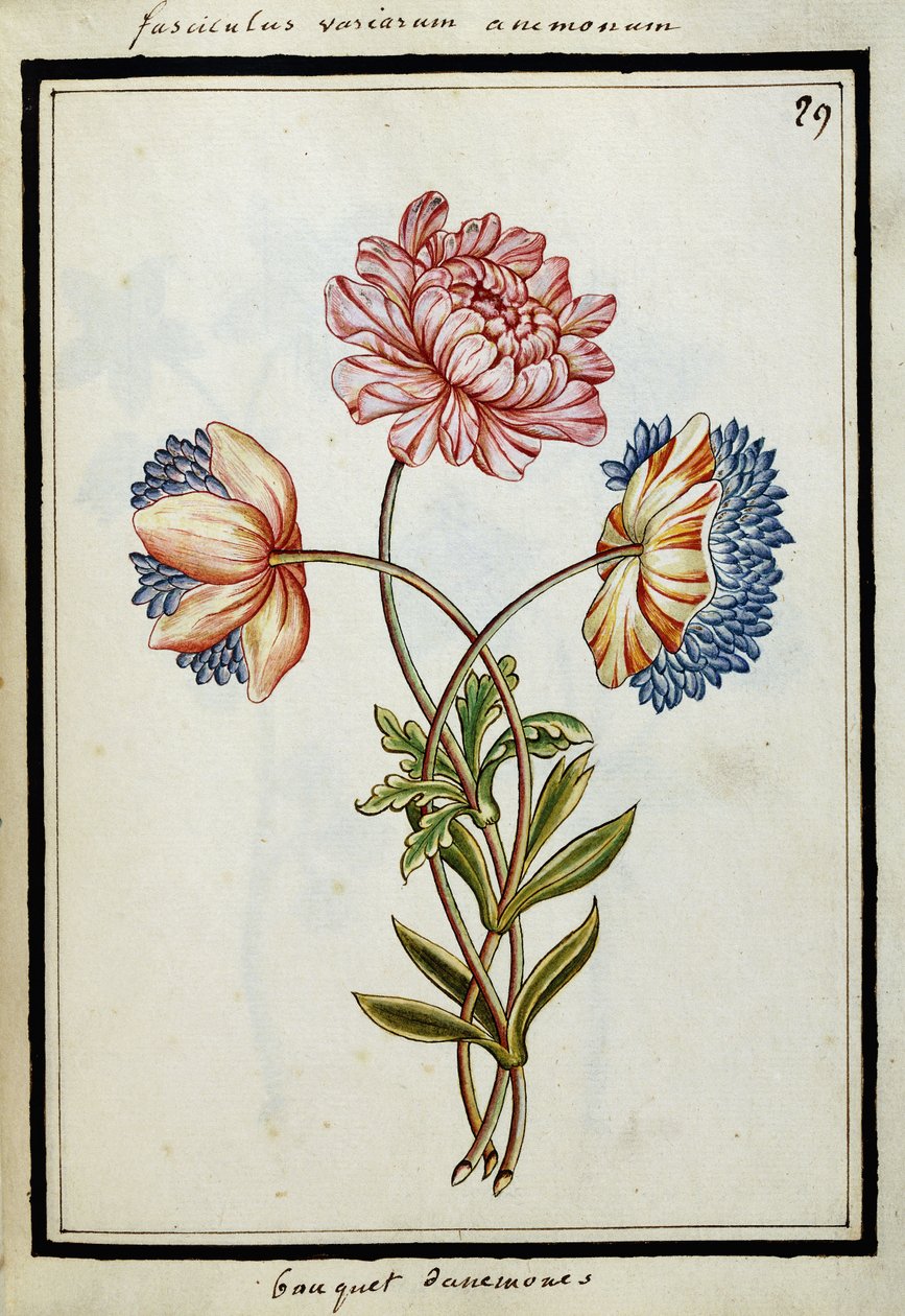 Csokor kökörcsin, 1700 körül alkotó: French School