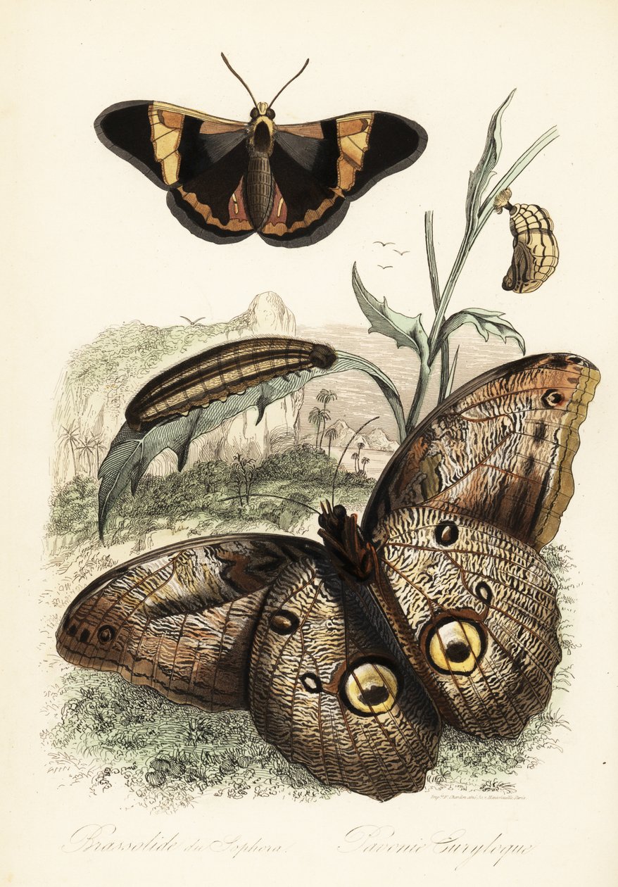 Brassolis sophorae lepke, báb és lárva hernyó alkotó: French School