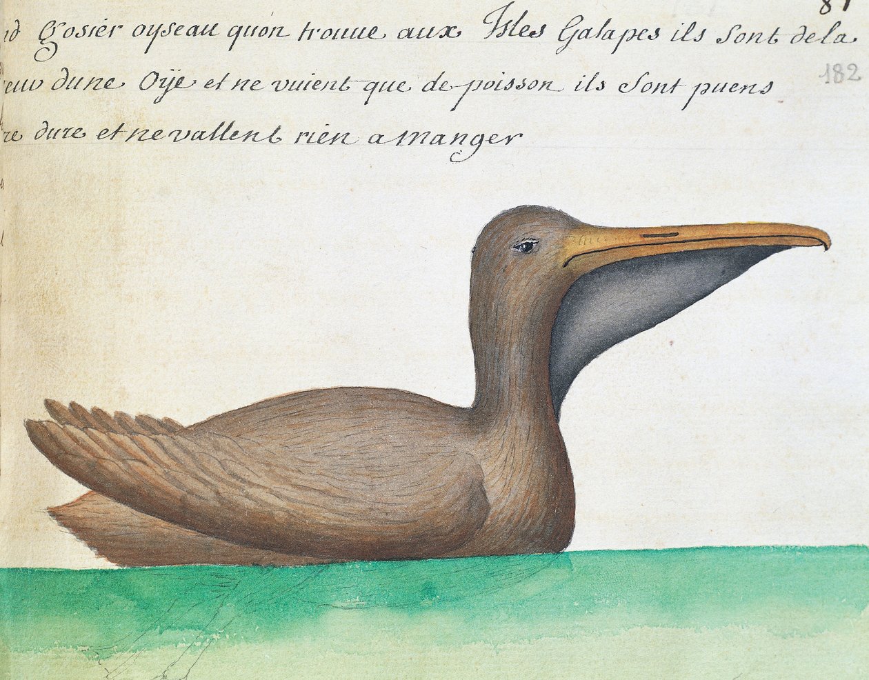 Barna pelikán (Pelecanus occidentalis), Galápagos-szigetek, akvarell Jacques Gouin de Beauchesne (1652-1730), a Compagnie royale de la Mer du Sud kapitánya, 1698 és 1701 között, Franciaország, naplójából alkotó: French School