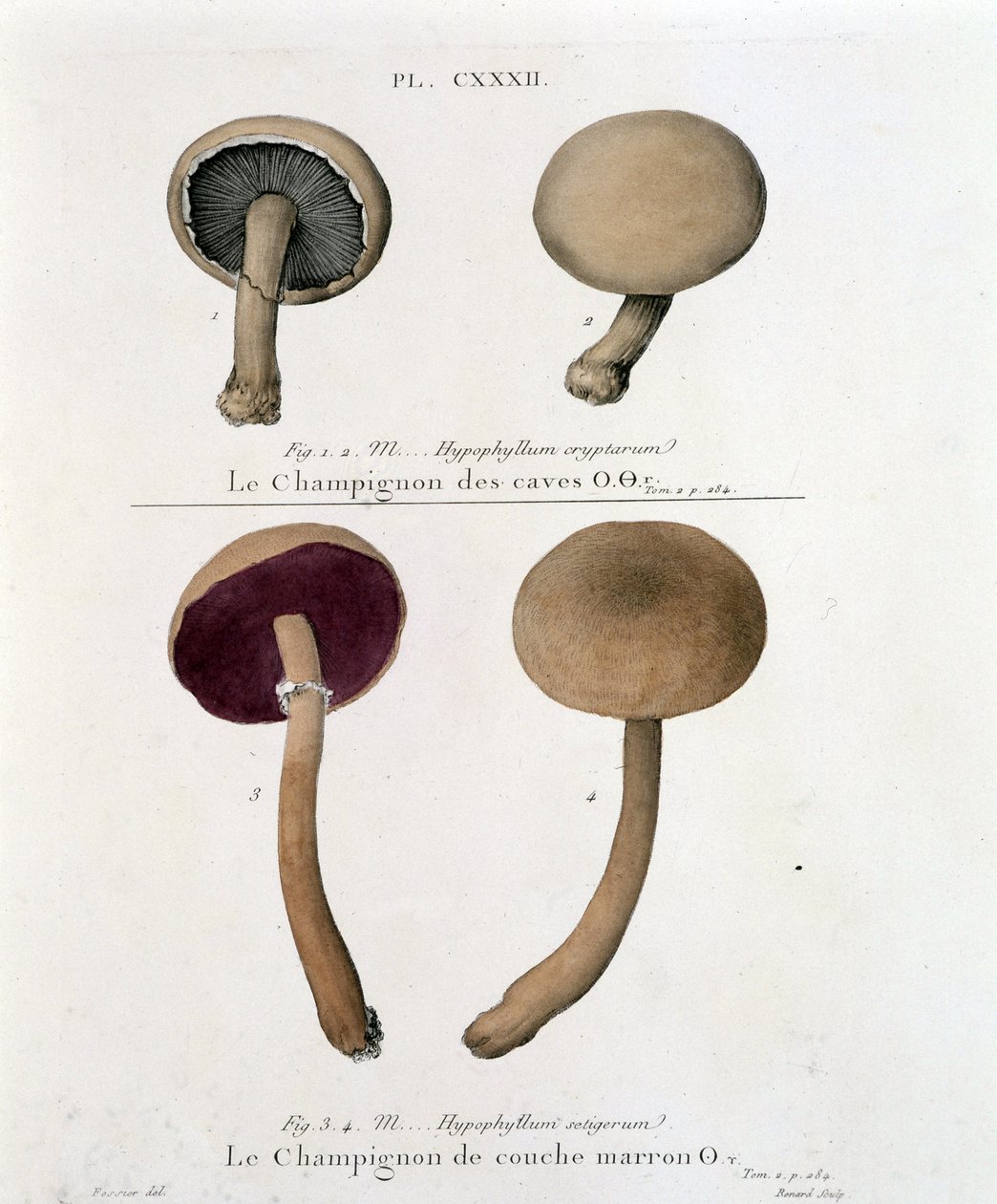 Barna gomba – Jean Jacques Paulet „Treat des champignons”-ban, XVIII. század végén alkotó: French School