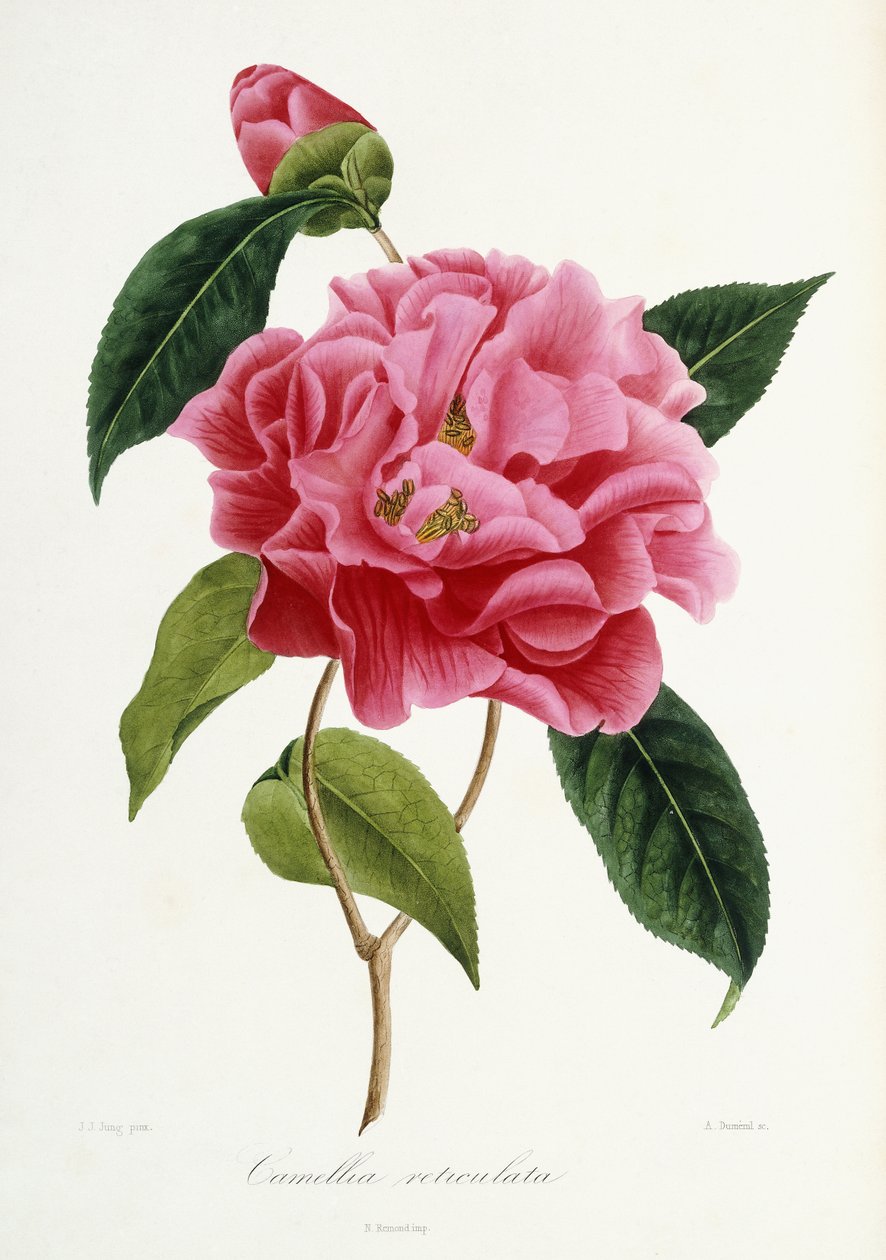 Camellia reticulata, 1839-1943 alkotó: French School