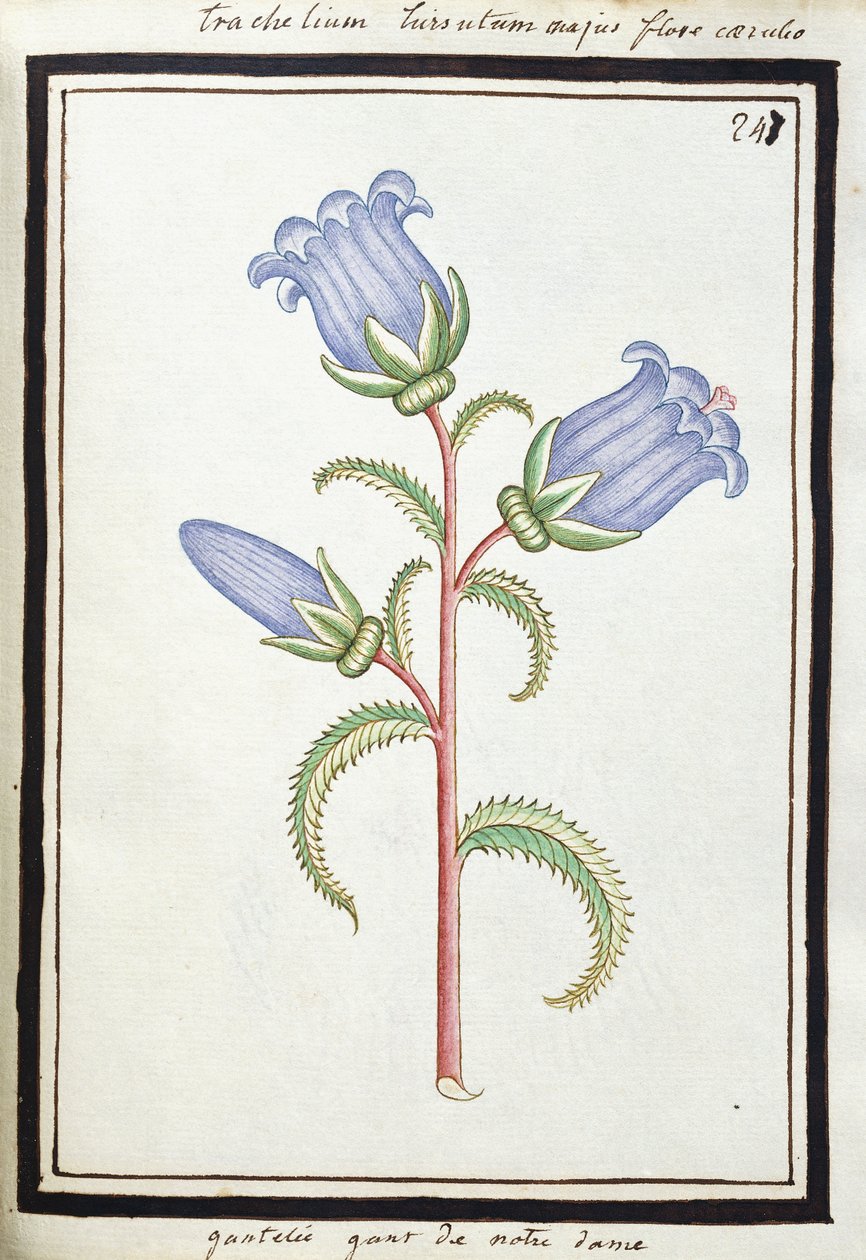 Campanula Trachelium, 1700 körül (akvarell rajz, fekete kerettel) alkotó: French School