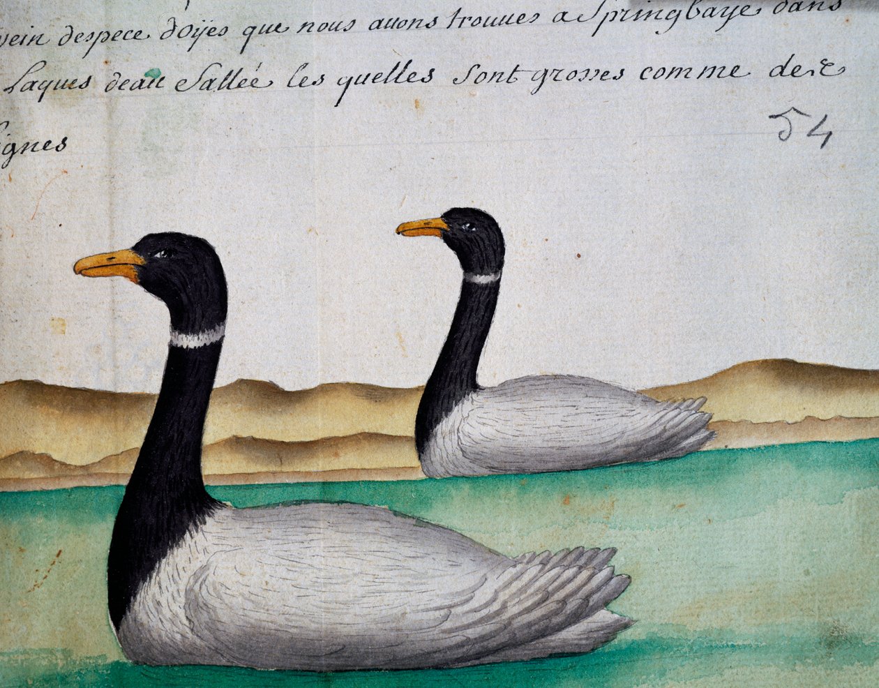 Kanadai libák, Springbaye, Salt Lakes régió, akvarell naplóból Jacques Gouin de Beauchesne (1652-1730), a Compagnie royale de la Mer du Sud kapitánya, 1698-1701, Franciaország alkotó: French School
