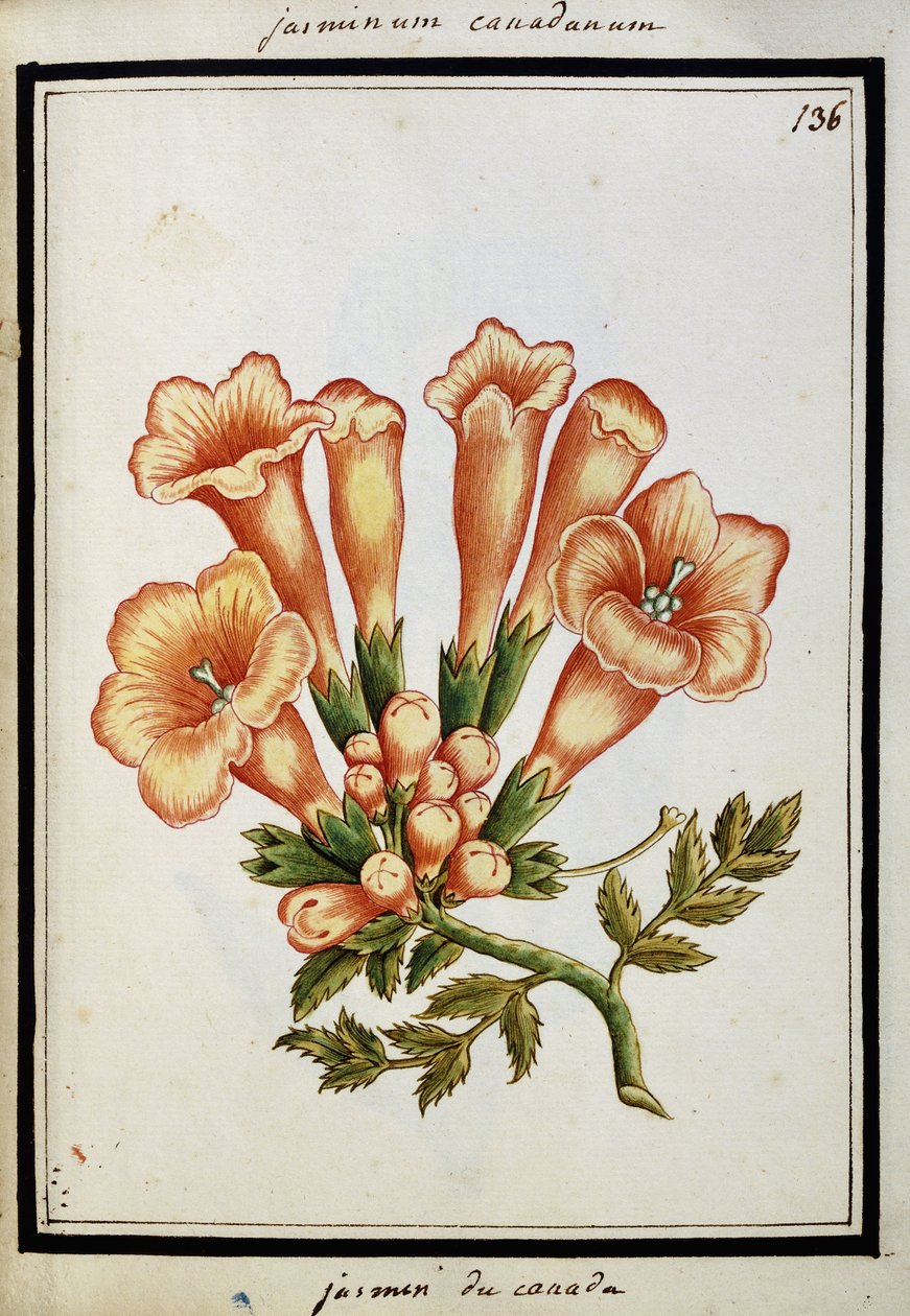 Kanadai jázmin, 1700 körül alkotó: French School