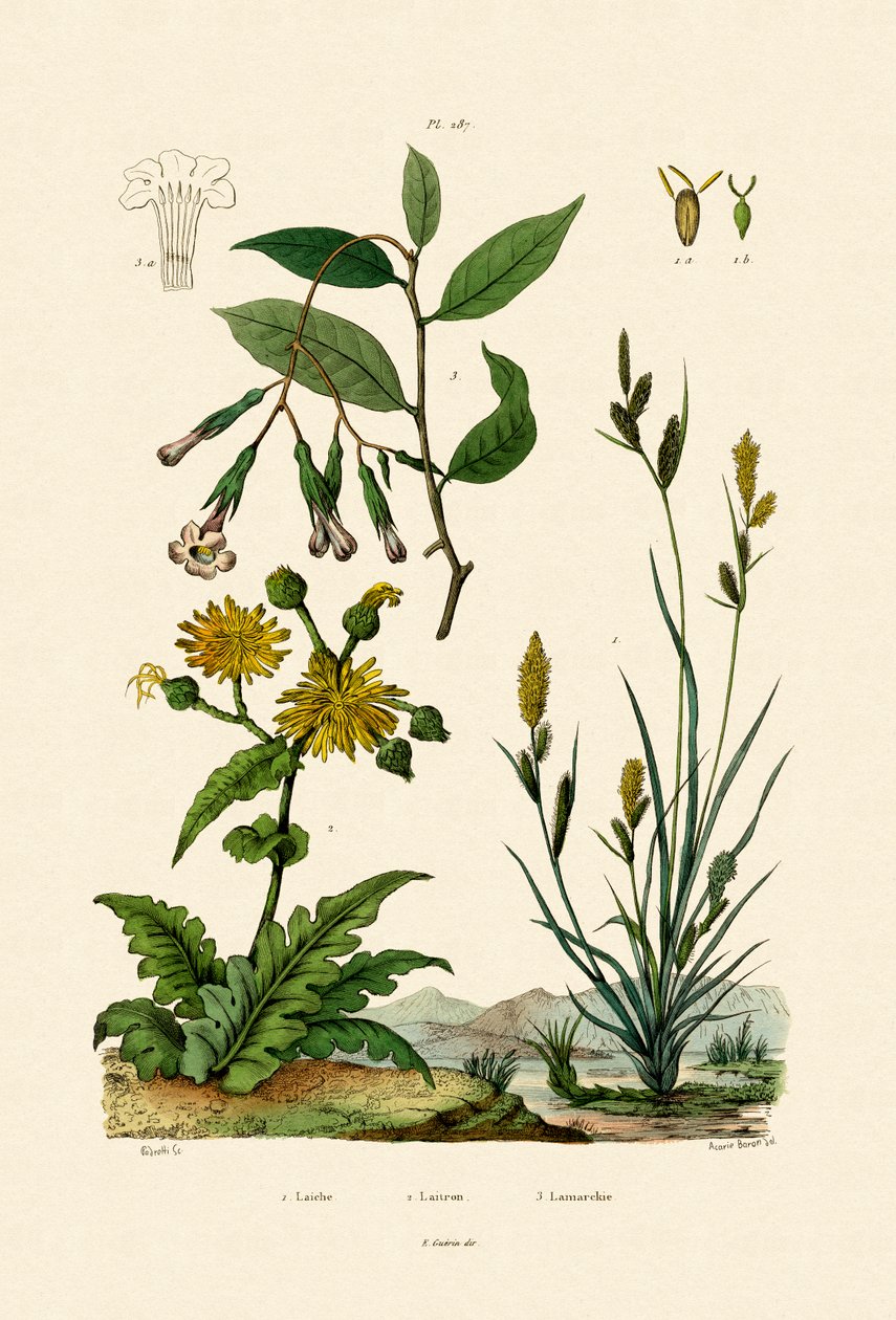 Carex, 1833-39 alkotó: French School