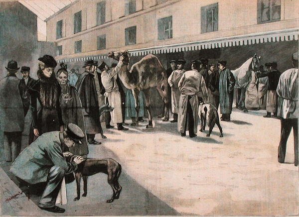 Egy teve gondozása az Ecole Nationale Veterinaire d