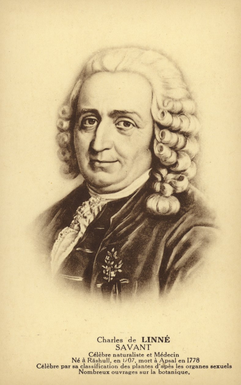 Carl Linnaeus (1707-1778), svéd botanikus és zoológus (litho) alkotó: French School