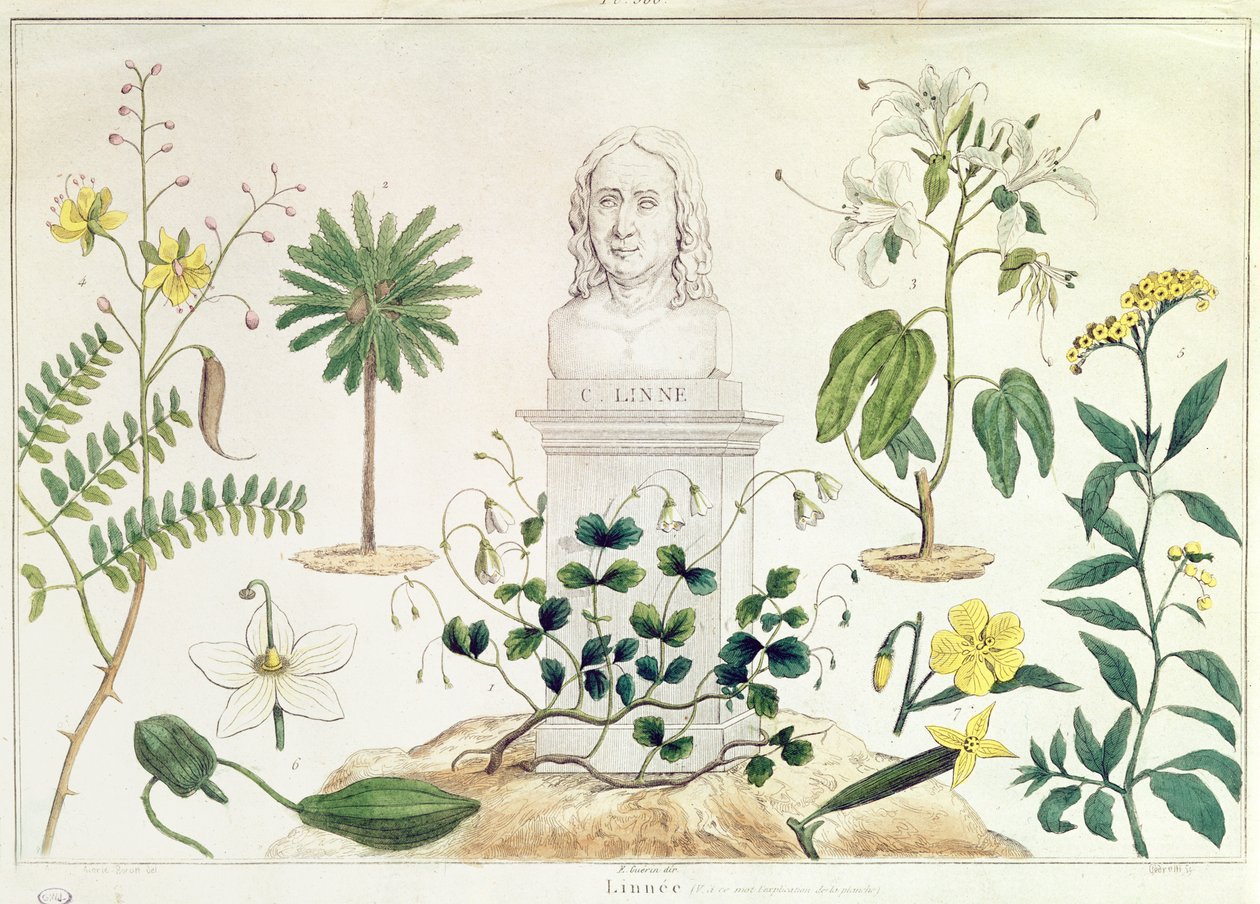 Carolus Linnaeus (1707-78) néhány általa besorolt növénytől körülvéve (színes metszet) alkotó: French School