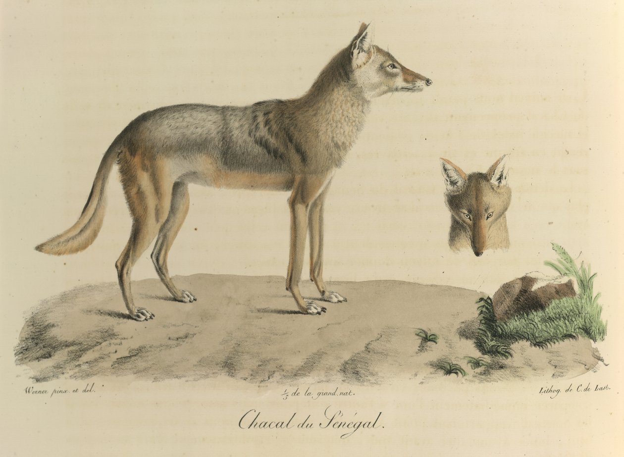 Sakál Szenegálból. Egy szenegáli sakál az emlősök természetrajzából (színes litho) alkotó: French School